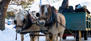 Horse and Wagons at Muskoseepi Park