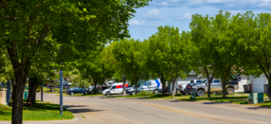Sponsor a Tree Grove