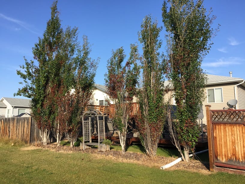 Bronze Leaf Disease | City of Grande Prairie